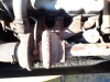 https://auction.woodyengineering.com//uploads/images/product/multipleimage_L/EXCAVATOR-SUMIOTOMO-SH240-3-240A3-5334_1730063553203355.jpg